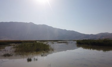 آغاز کشت نهال حرا در سطح تالاب های میناب