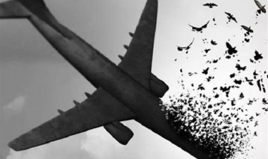 ببینید | گلباران محل سقوط هواپیمای اوکراینی توسط نیروهوایی