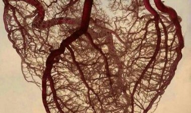 عکس | نقشه کامل رگهای قلب!