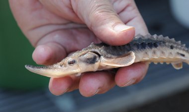 عزم جدی برای راه‌اندازی مجتمع پرورش ماهی خاویاری دزفول