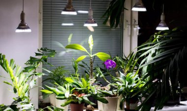 مهمان‌های سبز آپارتمان های خاکستری