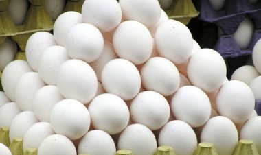 فروشندگان باید تخم‌مرغ را بر اساس وزن عرضه کنند