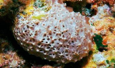 ابداع اسفنج هایی که سرطان را از بین می برند