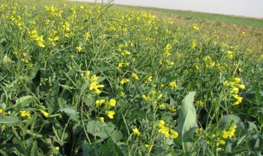 مبارزه با علف‌های هرز گندم و کلزا در خوزستان