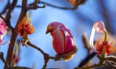 زیباترین گل جهان با قدمتی ۱۵۰۰ ساله