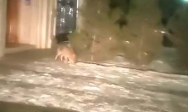 حضور ترسناک ۳ قلاده گرگ در مشهد