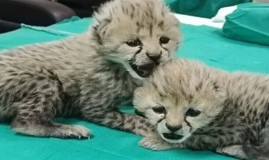 ببینید| تازه‌ترین تصاویر از شرایط آذر و توران