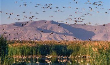 آب به "بختگان" نیمه‌جان می‌رسد!