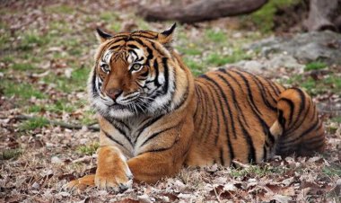 ببینید | یک اردک برنده نبردش با ببر بنگال/ فرار خفتبار حیوان درنده