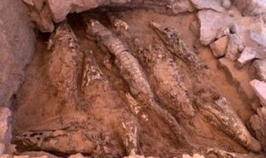 کشف غافلگیرکنندۀ ۱۰ مومیایی کروکودیل در مصر