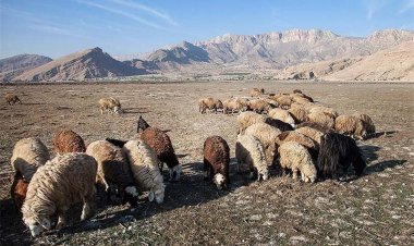 هشدار: چرای هر راس دام در بستر تالاب پریشان هفت میلیون تومان جریمه دارد
