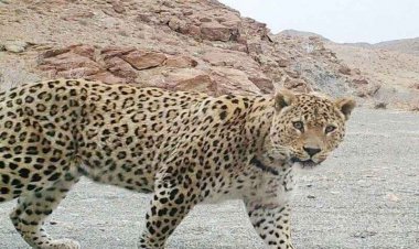 ببینید | تصاویری زیبا از پلنگ ایرانی در ارتفاعات برفی طالقان