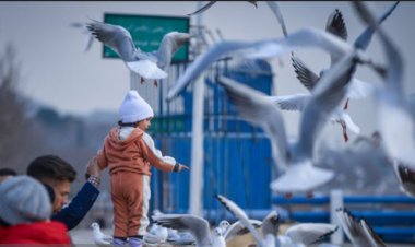 فیلمی از مهمانان زیبای زمستان شیراز!