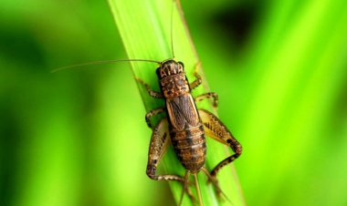 مجوز استفاده از پودر جیرجیرک در غذا صادر شد!