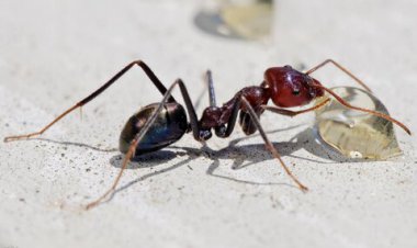 تشخیص سلول‌های سرطانی با مورچه‌ها