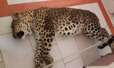 شلیک به پلنگ از ترس جان گوسفندها