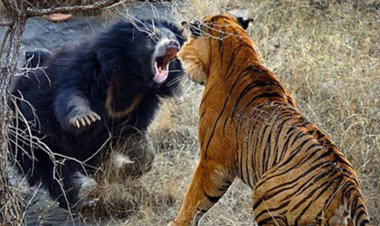 ببینید | نبرد نفسگیر ببر و خرس، نتیجه‌ای غیرقابل پیشبینی!