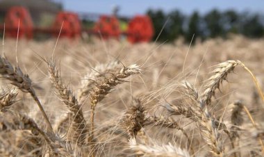 اجرای طرح جهش در ۲۰۰ هزار هکتار از دیم‌زارهای فارس