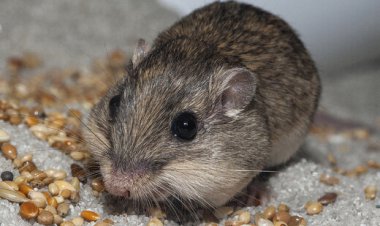 عکس| پیرترین موش جهان را بشناسید