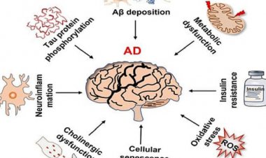 شناسایی تاثیر نور بر متابولیسم گلوکز