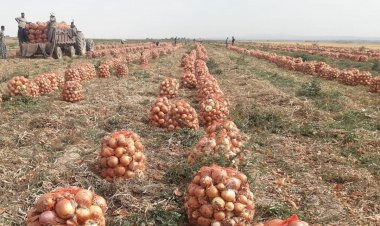 پیاز باز هم رکورددار گرانی شد   