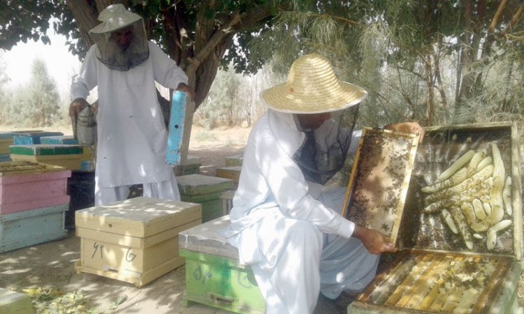 بوشهر میزبان ۴۰۰ هزار کلنی زنبور عسل مهاجر