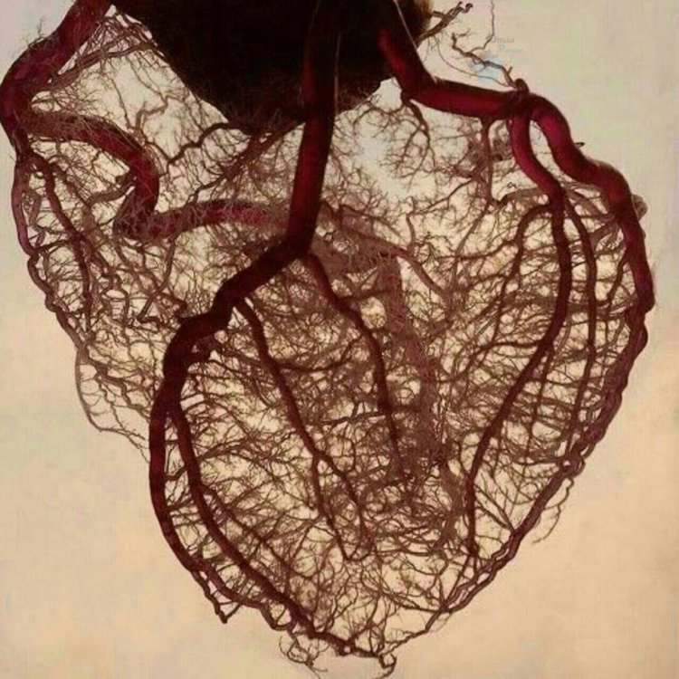 عکس | نقشه‌ کامل رگ‌های قلب!