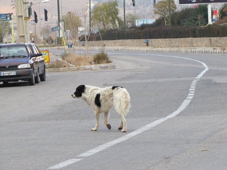 ۲۱۰۰ قلاده سگ بلاصاحب در جهرم جمع آوری شد