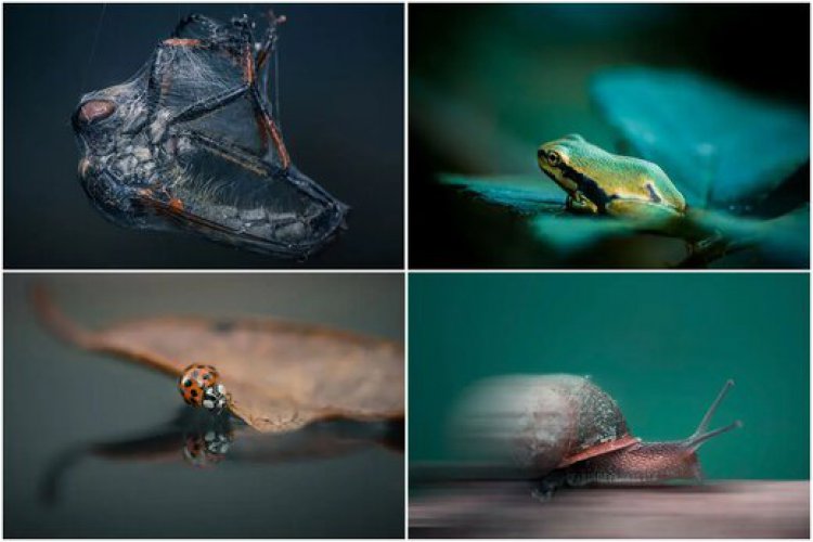 عکس| زیبایی حیرت‌آور حشرات در عکاسی ماکرو