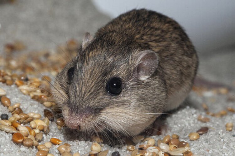 عکس| پیرترین موش جهان را بشناسید