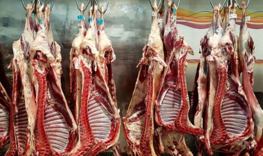 ریزش قیمت‌ گوشت؟