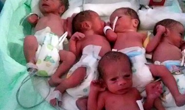 تولد 5 قلوها در گنبد کاووس