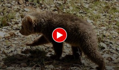 ببینید | مشاهده خرسِ مادر و دو توله‌اش در گردنه چریِ کوهرنگ