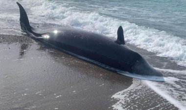 پدیده‌ای عجیب که پس از زلزله ترکیه در قبرس دیده شد