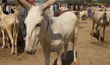 تجارت خر جنجالی می‌شود؟