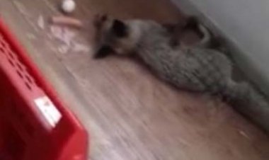 ببینید | رهایی یک روباه گیرافتاده در برف در استادیوم آزادی