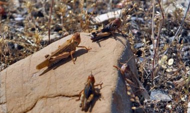 هشدار فائو درباره حمله ملخ‌های صحرایی به ایران