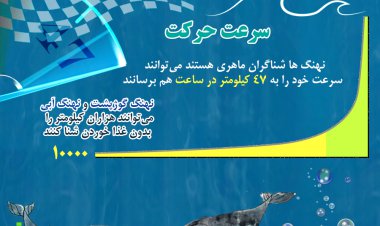 اینفوگرافیک| نهنگ؛ احساساتی شبه انسان