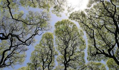 تصاویر| پدیده‌ای عجیب در طبیعت؛ درخت‌های خجالتی