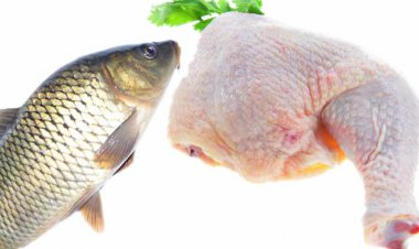 جدیدترین قیمت مرغ و ماهی در بازار و میادین