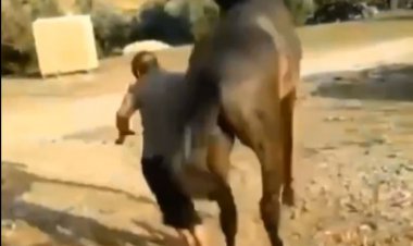 ببینید | شوخی با اسب بیاعصاب کار دست یک مرد داد!