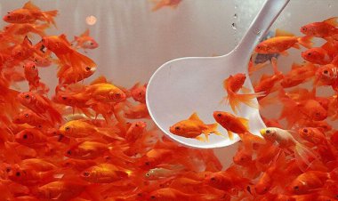 اما و اگرهای خرید «ماهی قرمز» برای سفره هفت سین