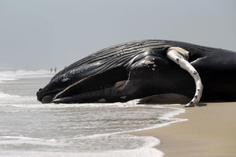 مرگ ۱۸ نهنگ گوژپشت در سواحل ایالات متحده
