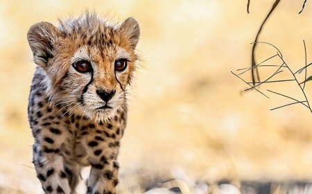 آخرین ویدئو به جا مانده از پیروز