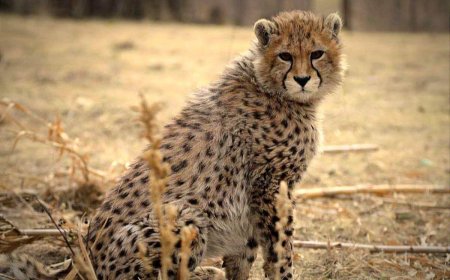 پیروز دیالیز شد/مادرش باردار است