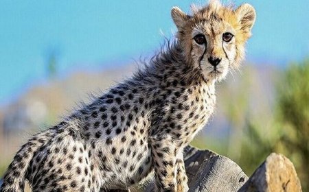 نتیجه کالبد شکافی پیروز مشخص شد