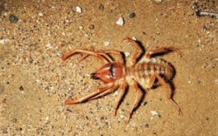 ویدئویی باورنکردنی از عنکبوت شتری که از خود صدا تولید می کند