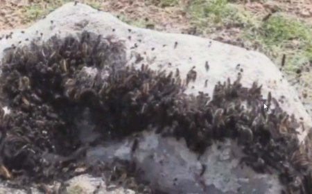 ببینید | بیرون آمدن میلیاردها «کرم کاترپیلار» از زمین، بعد از زلزله در ترکیه!