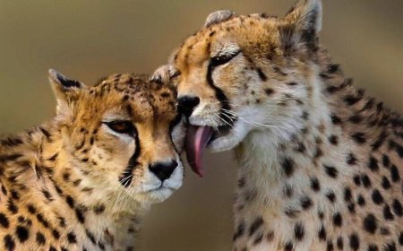 تازهترین اظهارنظر درباره مادر پیروز؛ تشکیک در بارداری "ایران"