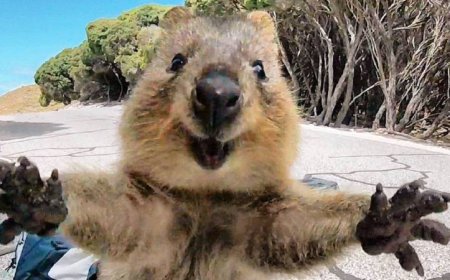 عکس‌هایی با نمک از حیواناتی که قند در دلتان آب می‌کند